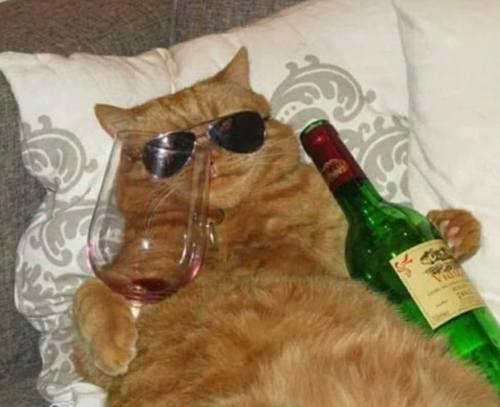 ghettoinuyasha:  setheverman:  what’s the real mood for november?  