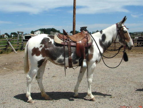 zooophagous: ainawgsd: Paint mules. The coats of mules come in the same varieties as those of horses