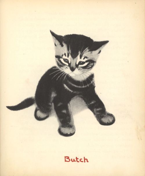 uwmspeccoll:The First Caturday in AprilApril’s Kittens, by noted author and illustrator of cats Clar
