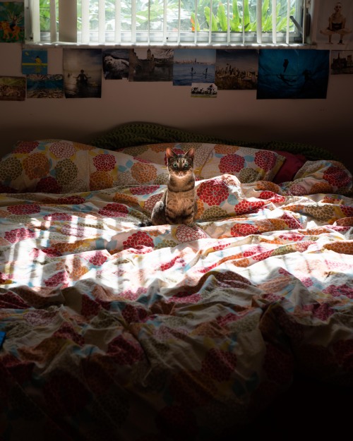 dorkilybeautiful: issu: somesickcat: No photoshop. Just a kitty with HUGE EYES. The lighting in this