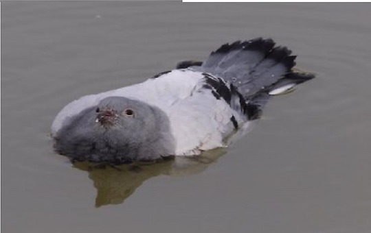 tinysaurus-rex: mind-if-i-scream:   todaysbird:   vampireapologist:   tavley:  beatlemeat:  can you believe how many species of ducks there are forever i thought there was only brown, white and green duck.   im a fan of this guy personally    Ruddy duck!