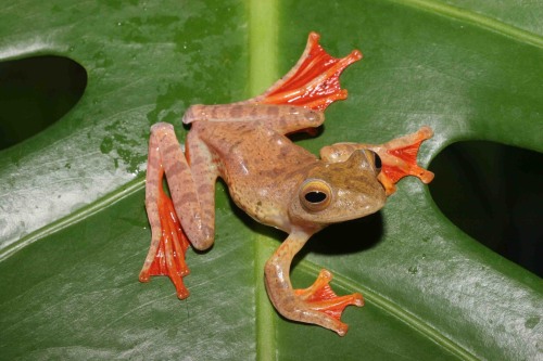typhlonectes: The Harlequin Treefrog, Rhacophorus pardalis, is a species of gliding frog found in th