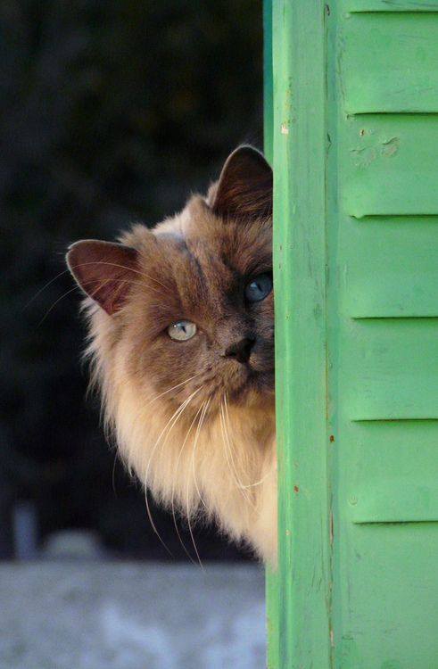 rosiesdreams:Behind the green door
