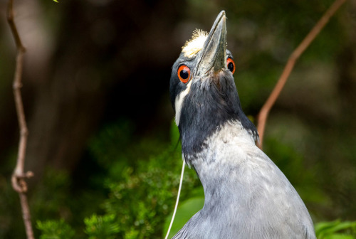 ridiculousbirdfaces: Silly Heron by Jonah P. Yellow-crowned Night-Heron (Nyctanassa violacea)