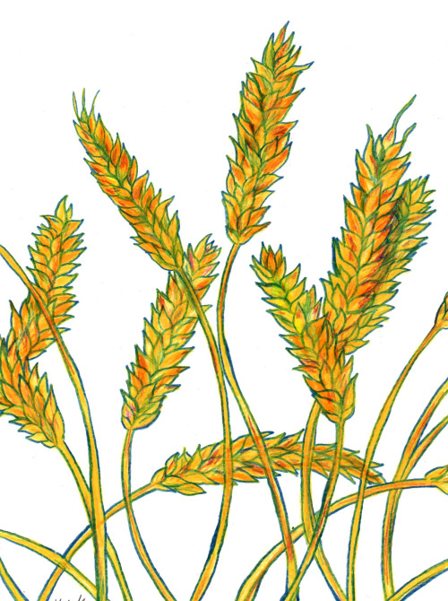 nonbinaryezrabridger: hannahlockillustration: Wheat.  [image description: art of wheat which re