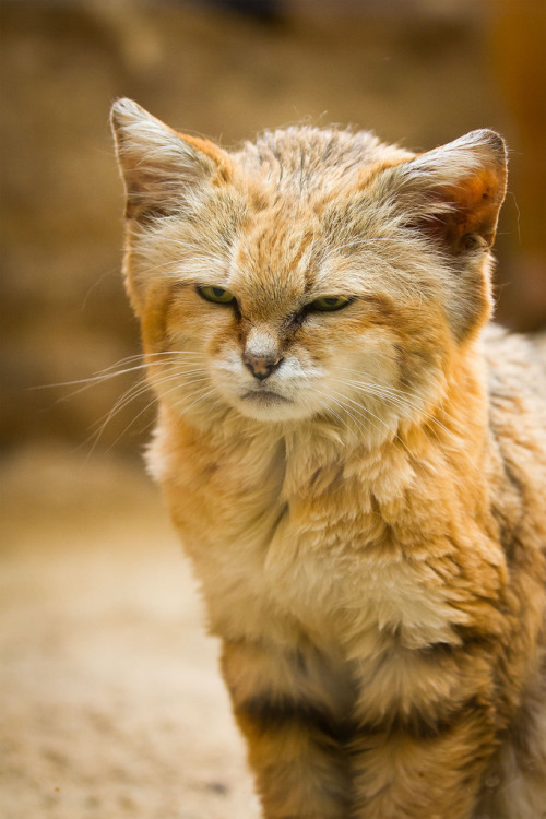 magicalnaturetour:sand cat (by Cloudtail)