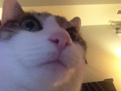 unflatteringcatselfies:  Poe is a pretty boy
