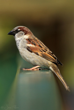 birdsonly:  House Sparrow (male) ~ Haussperling