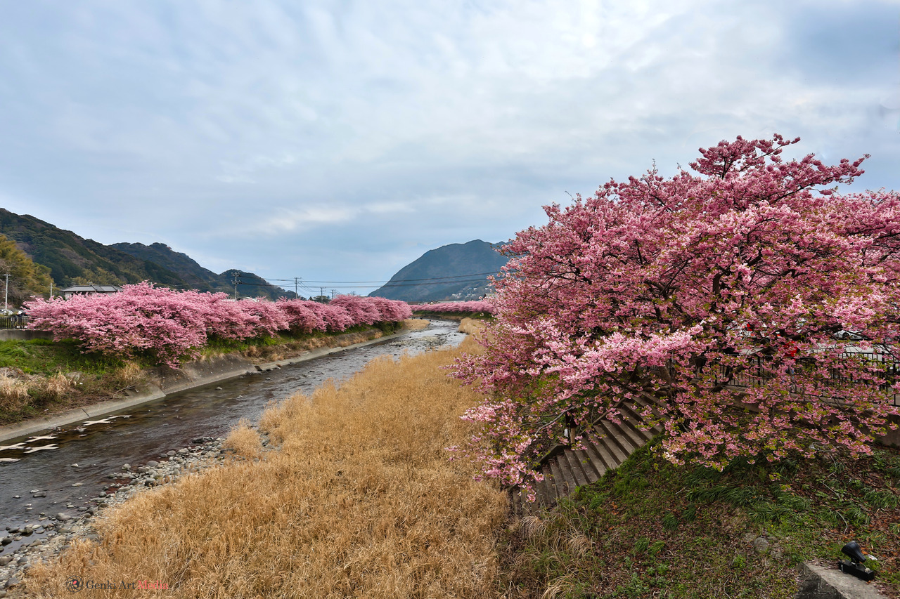 <p><b>Early Cherry Tree Viewing</b></p><p>In the town of Kawazu on the Izu peninsula on 2/24/19 to check out their variety of very early blooming pink cherry trees<br/></p>