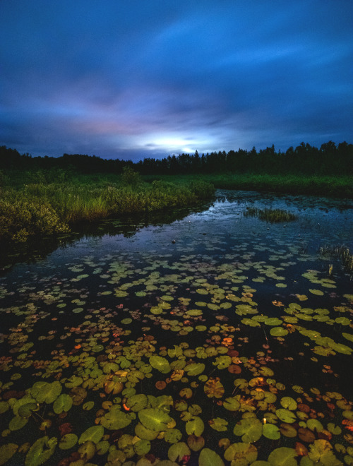 Spruce Bog lit by a Bic lighter at 2am- Algonquin Provincial Park - Ontario, Canadahttps://www.insta