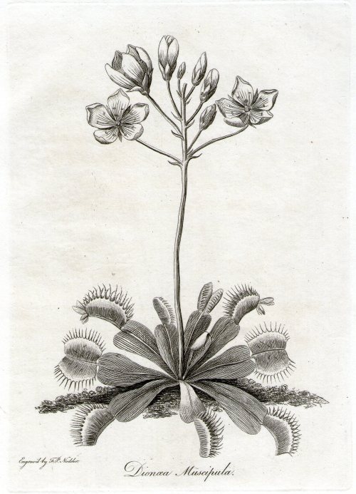 Beautiful and very early illustration of a Venus Flytrap; Dionaea Muscipula - printed 1791 Engraved 