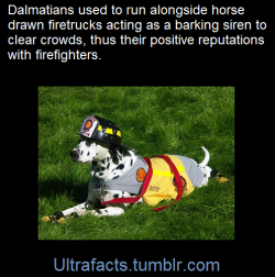 ultrafacts:  The tradition of Dalmatians in firehouses dates back more than a century. Nowadays they mainly serve as mascots, but before fire trucks had engines, Dalmatians played a vital role every time firefighters raced to a blaze.It all dates back
