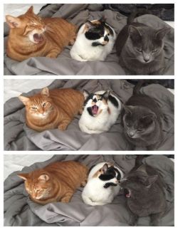 justcatposts:yawns are contagious