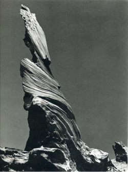 poetryconcrete:  Driftwood Stump, photography