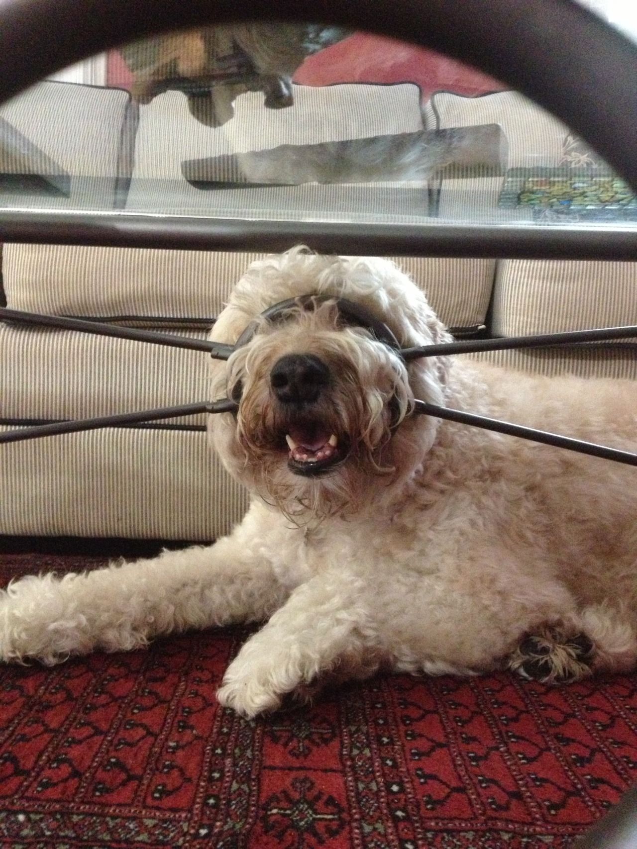 thecutestofthecute:  My dog got his head stuck in our coffee table