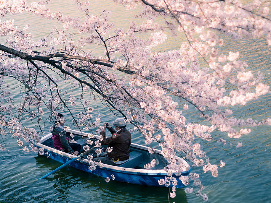 stories-yet-to-be-written:  The Best Pictures Of This Year’s Japanese Cherry Blossoms