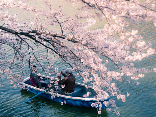 bookoisseur: stories-yet-to-be-written: The Best Pictures Of This Year’s Japanese Cherry Bloss