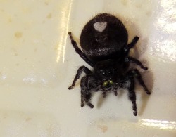 phidippusregius:  mvidettephotos: I found this pregnant jumping spider in my house one summer! She has a heart on her back! ♥ 