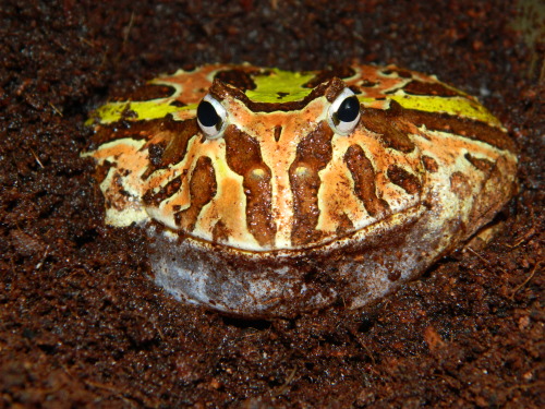 ceratophrys cranwelli