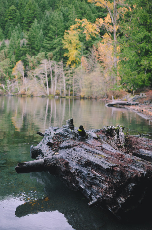 millivedder:Old Growth Logs