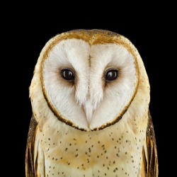 theurbanchica://our beautiful world..It’s not easy to get owls to mug for the camera. Even in captivity the birds remain aloof, unruffled by the flash and unmoved by attempts to bribe them. Photographer Brad Wilson learned that lesson firsthand after