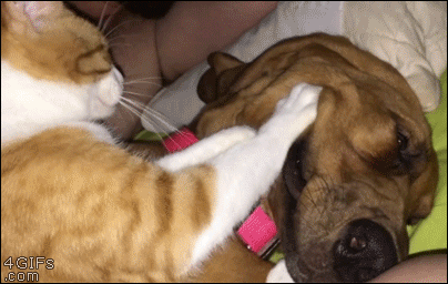 Cat enjoys massaging a squishy dog face 