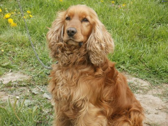 Harry Potter Characters As Dogs