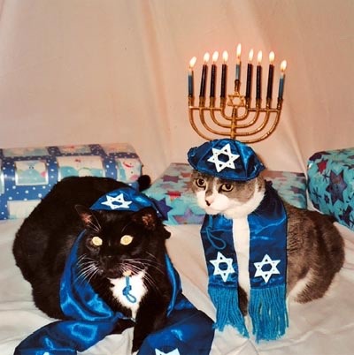 cognitivedissonance:  princesstigerbelle:   Now here is some Hannukah cat appreciation!!  💙✨💙✨💙✨💙✨💙✨💙✨💙✨💙    Your cute cat of the day  