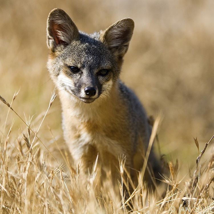 natureconservancy:  Conservation efforts helped save these beautiful foxes from disappearing