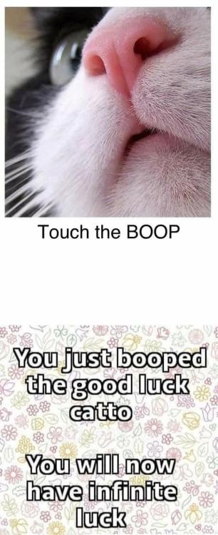 onlypositivememes:  Touch the BOOP
