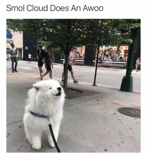 awoooo