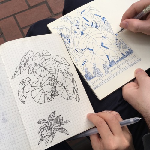 Drawings from the Brooklyn Botanic Garden ~