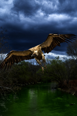 tulipnight:  Toxic River by JohnScott7