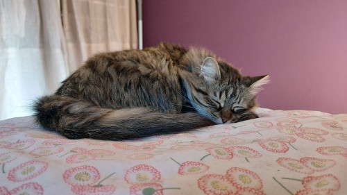 All Peace N Quiet This #Caturday Morning