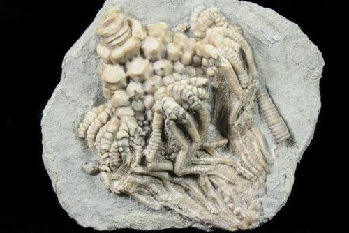 fossilera: We just added quite a few, very detailed, crinoid fossils from Crawfordsville, Indiana.&n