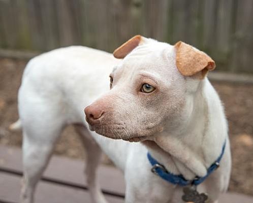 nice little tortilla chip ears, very gentle chin and sweet muzzle and heavens that petite lil sniffer  (source)