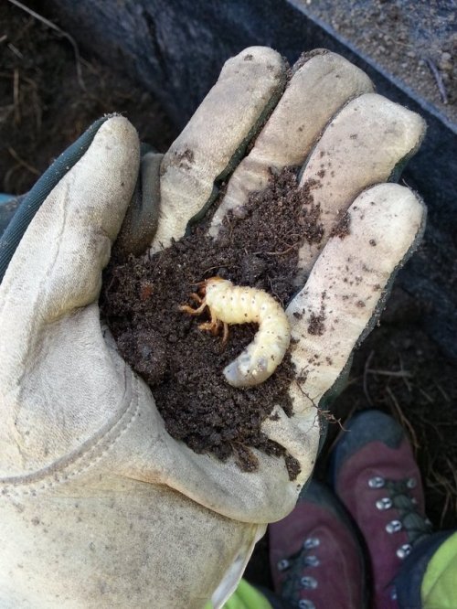 More work photos, a rhinoceros beetle grub, greater tit’s nest (with some unhatched eggs), mys