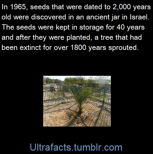 milnemonster:  ultrafacts:  The Judean date palm The plant was nicknamed “Methuselah,”