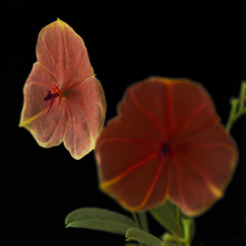 Lepanthes telipogoniflora Schuit. &amp; A.de Wilde