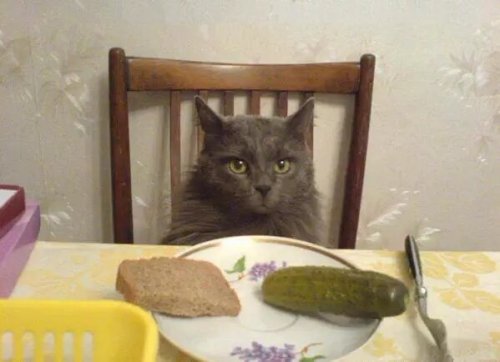 memethings: Human, we need to talk