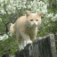 bittertigercloud