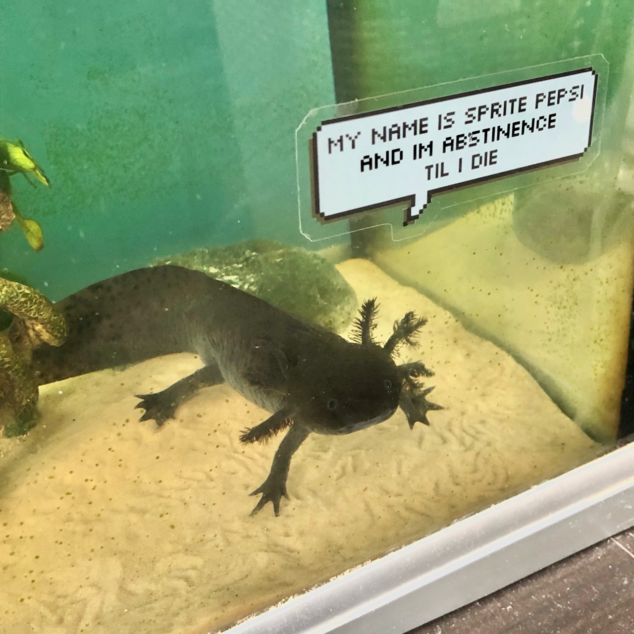image of a black axolotl with a white underbelly next to a speech bubble that says "my name is Sprite Pepsi and I'm abstinace until I die"