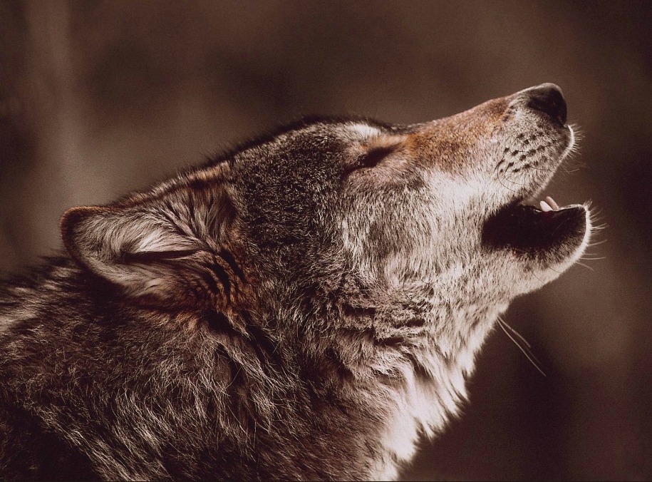 beautiful-wildlife:  Wolf by Jim Brandenburg 