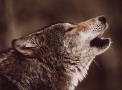 beautiful-wildlife:  Wolf by Jim Brandenburg