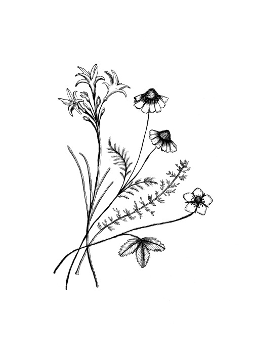 Society garlic, chamomile, thyme &amp; wild strawberry flower, 2015Tattoo commission for Leesa- phot