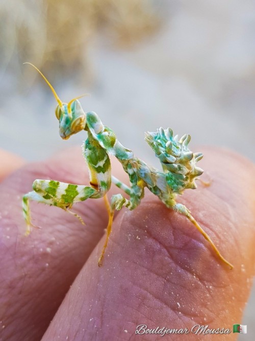 onenicebugperday: Thistle mantis, Blepharopsis mendica, Empusidae Found in northern Africa, parts of