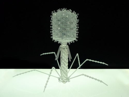 theolduvaigorge:Blown Glass Microbiology Sculpturesby artist Luke Jerram“Luke Jerram has creat