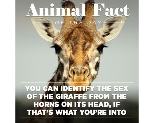 Porn tastefullyoffensive:  Animal Facts of the photos