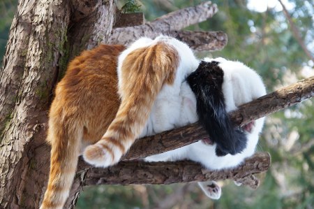 cybergata:Front and back, three bros in a tree.