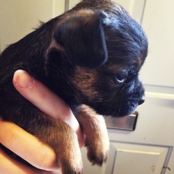 lost-lil-kitty:  Puppy!!!!